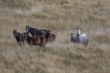 Kaimanawa Wild Horses standing in the tussock grass