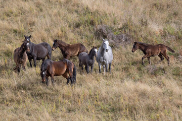 Naklejka na ściany i meble Kaimanawa Wild Horses standing in the tussock grass