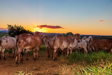 Gado no pasto com o pôr do sol em Minas Gerais.