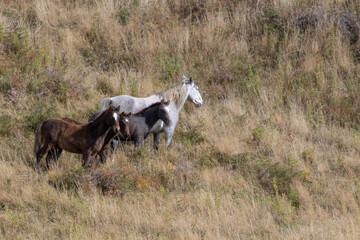 Kaimanawa Wild Horses standing in the tussock grass