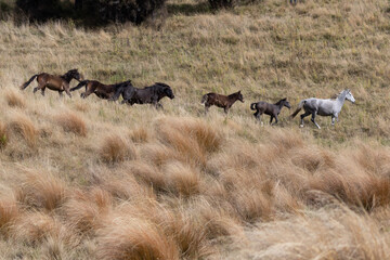 Kaimanawa Wild Horses running free in the tussock grass