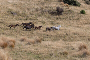Naklejka na ściany i meble Kaimanawa Wild Horses running free in the tussock grass