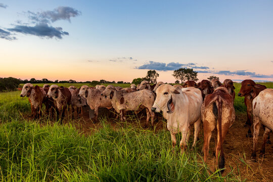 Gado no pasto na fazenda em Minas Gerais.