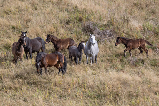 Kaimanawa Wild Horses standing in the tussock grass