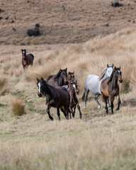 Kaimanawa Wild Horses running free in the tussock grass