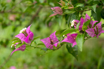flowers in the garden