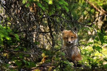 Baby fox kit looking through tree branches near its den in forest