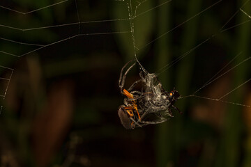 spider on a web eating prey