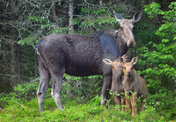 Mother cow moose and two calves