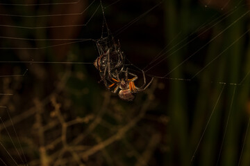 spider on web