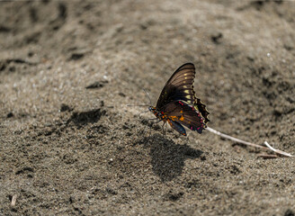 butterfly on the ground