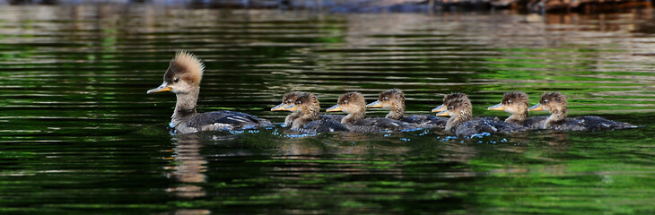 Mother Merganser duck with ducklings in a row