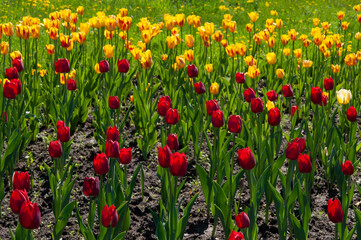 Bright colorful red yellow tulips in a city garden on a sunny day