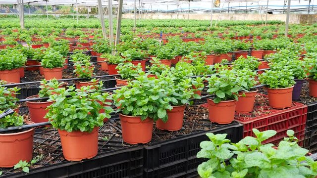 Rows of pots with organic mint seedlings growing in greenhouse farm. High quality 4k footage