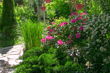 Beautiful shrubs with pink rhododendron flowers (Rhododéndron) and white spirea flowers (Spiraea) and ornamental conifers in a flower garden