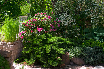 Fototapeta premium Beautiful bushes with pink (Rhododéndron) flowers and (Spiraea) flowers, as well as ornamental plants and herbs in the flower garden.