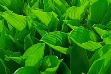 Beautiful floral background with bright green leaves of hosta (Hósta) in a flower garden