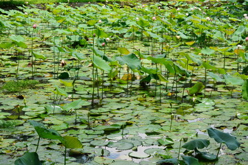Selective focus blurred of Pink Lotus flower and Lotus flower plants,Pink lotus pond scenery
