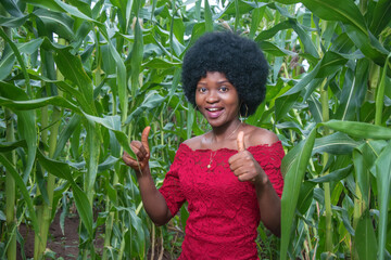 A cute African lady wearing a red dress and afro hair style happily celebrating and forming thumbs up gesture with her hands on a green maize farm or corn plantation 