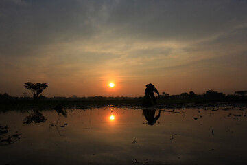 Silhouette of farmer planting rice in the morning at sunrise.