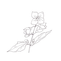 Blooming mock orange, graphic black and white botanical drawing on white background