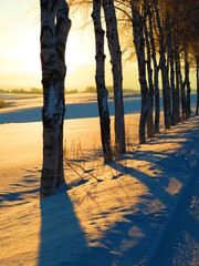Fototapeta na wymiar 雪の日の木