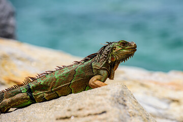 Green iguana, also known as the American iguana, lizard of the genus Iguana. It is native to Central America, South America.
