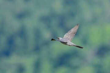 新緑バックに飛ぶカッコウの飛翔シーン