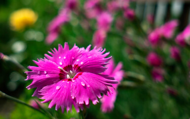Obraz premium Flowers Carnations dove