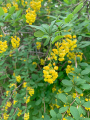 Blooming yellow barberry, natural texture plant background, selective focus