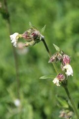 Blooms Of Spring, Pylypow Wetlands, Edmonton, Alberta