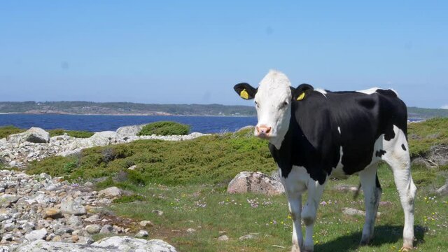 Farm Cow Looking Curious and Eating Grass Near Coastal Area of Halland in Sweden on a Summers Day.