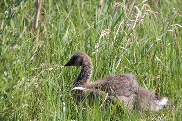 Gosling In The Grass, Pylypow Wetlands, Edmonton, Alberta