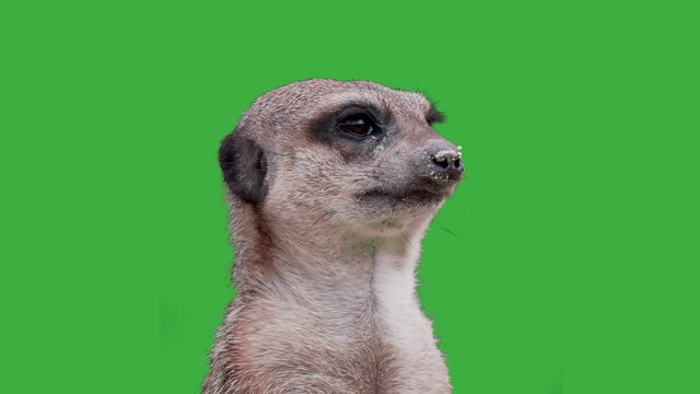 Close up portrait of sweet meerkat (Suricata Suricatta) in front of green screen