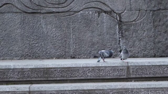 Pigeon landing on a city pavement by a stone wall joining another bird.