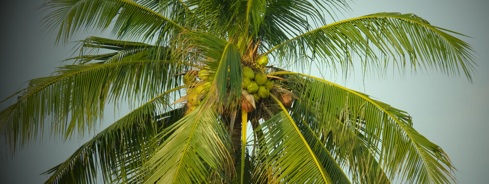 Coconut trees in the garden 