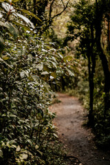 Fototapeta premium autumn in the park
