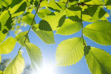 green young leaves and sun on blue sky