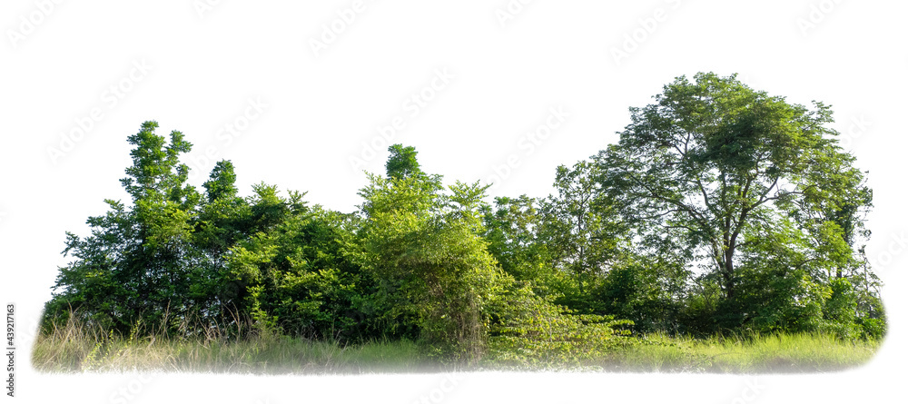 Poster Green trees isolated on white background. forest and leaves in summer rows of trees and bushes