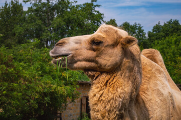 Face of camel closeup in farm