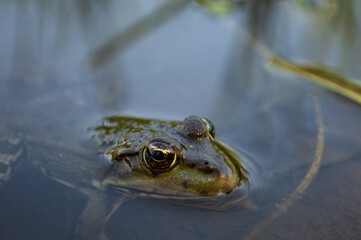 Green frog on the river bank stuck its head out of the water. Common European frog