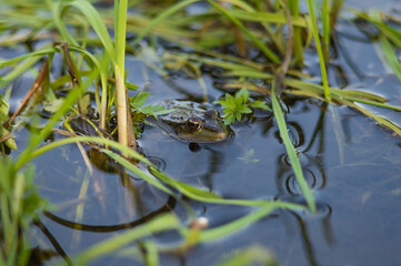 Green frog on the river bank stuck its head out of the water. Common European frog
