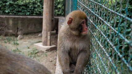 Sad face of monkey capuchin on cage sitting on fence