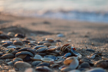 Seashells closeup on the shore of sea with blur during sunset