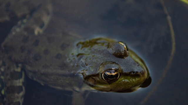 Green frog on the river bank stuck its head out of the water. Common European frog