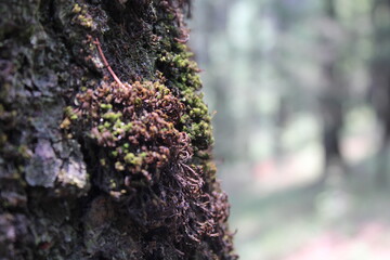 Moss 3
