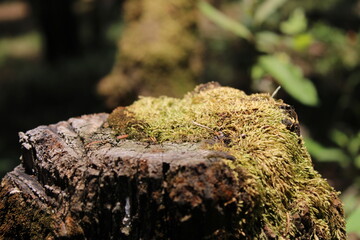 Moss on dead log