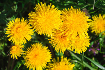 Yellow blooming flower of dandelion closeup on green field