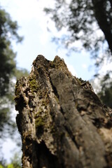 Dead log