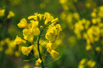 Yellow rapeseed or canola flowers, grown for the rapeseed oil